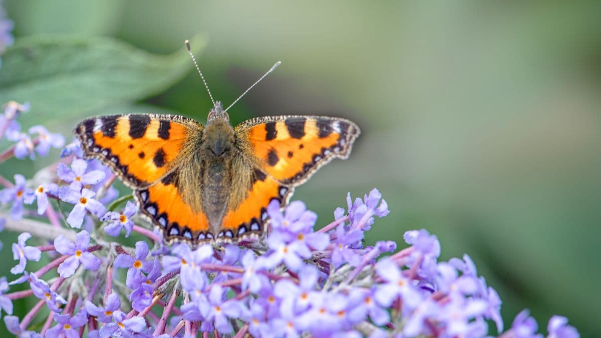 Vanished Victorian Beauty Returns to Surrey's Natural Heritage