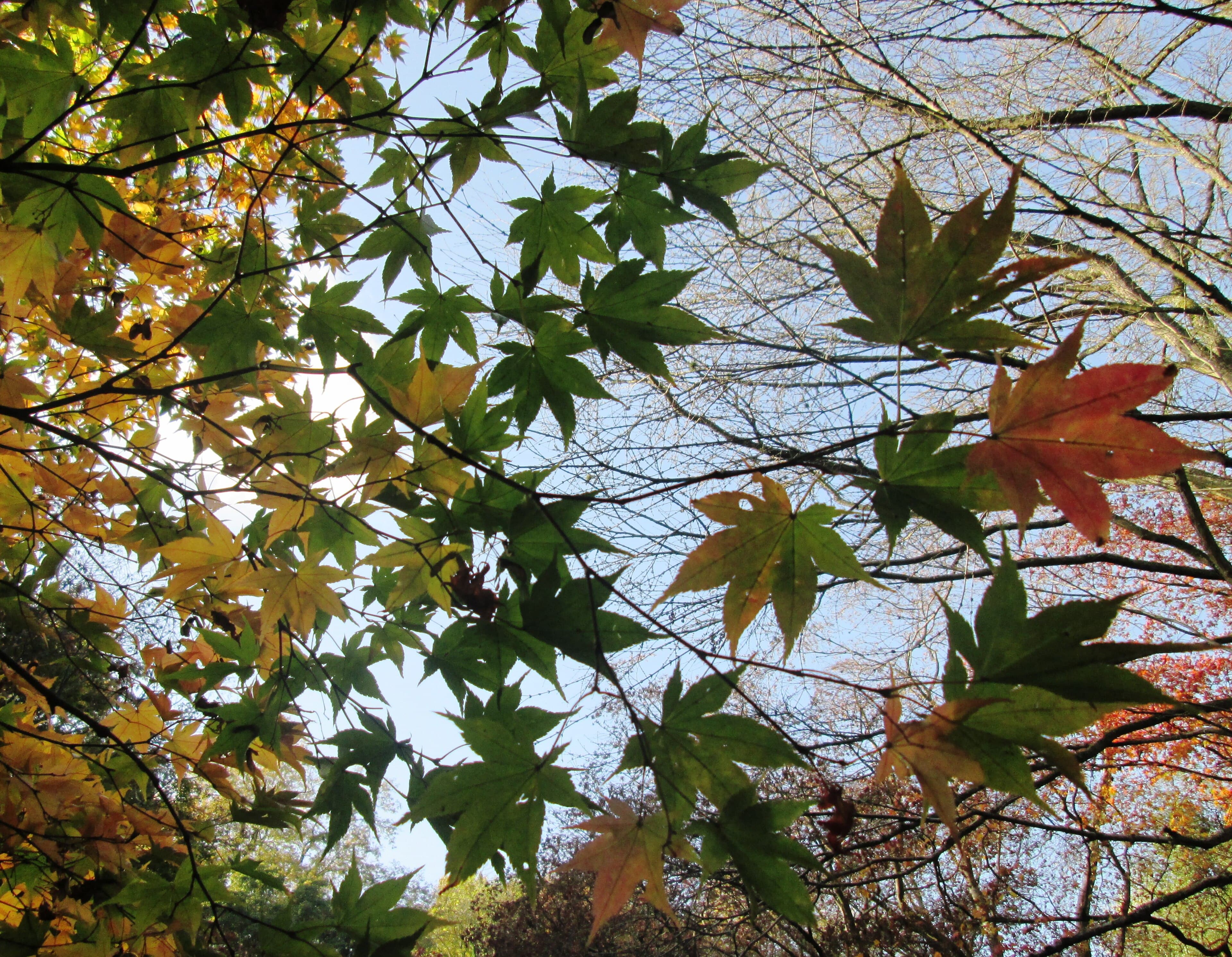 Maple leaves turning green, yellow and orange against a blue sky, seen from below with bare branches beyond