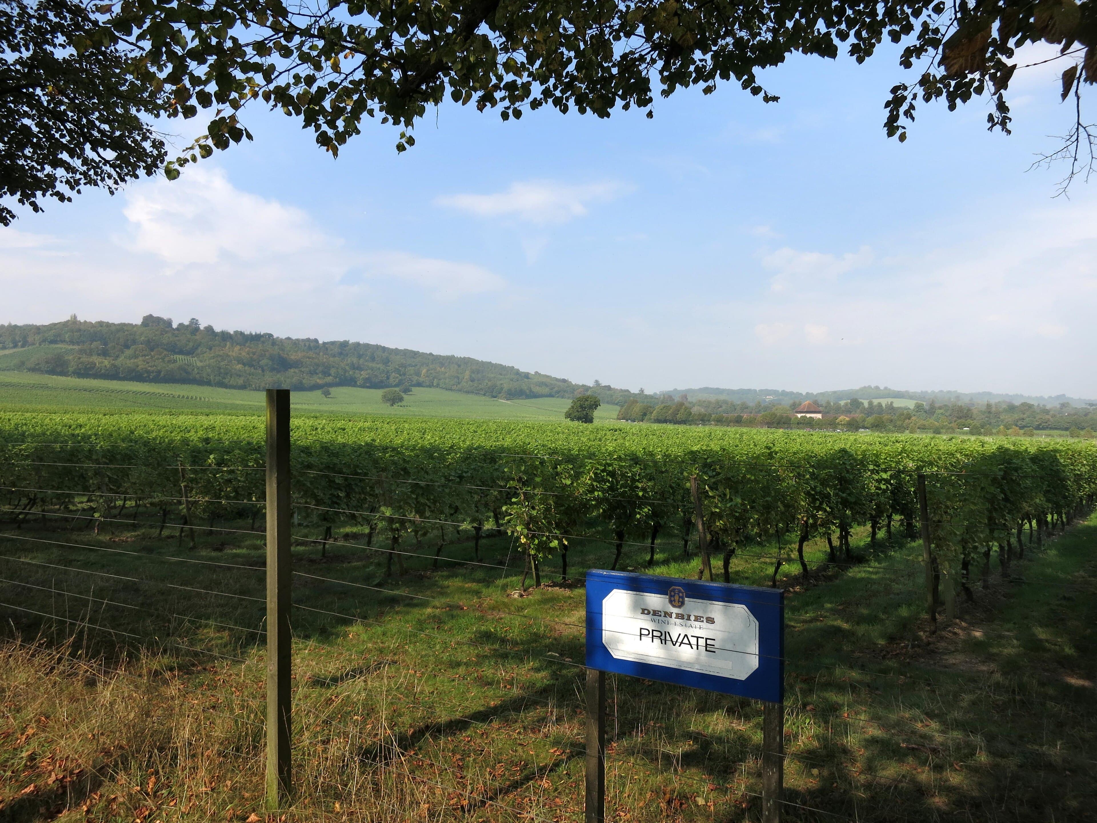Rows of green vines at Denbies wine estate with wooded Surrey Hills rising behind under a blue sky