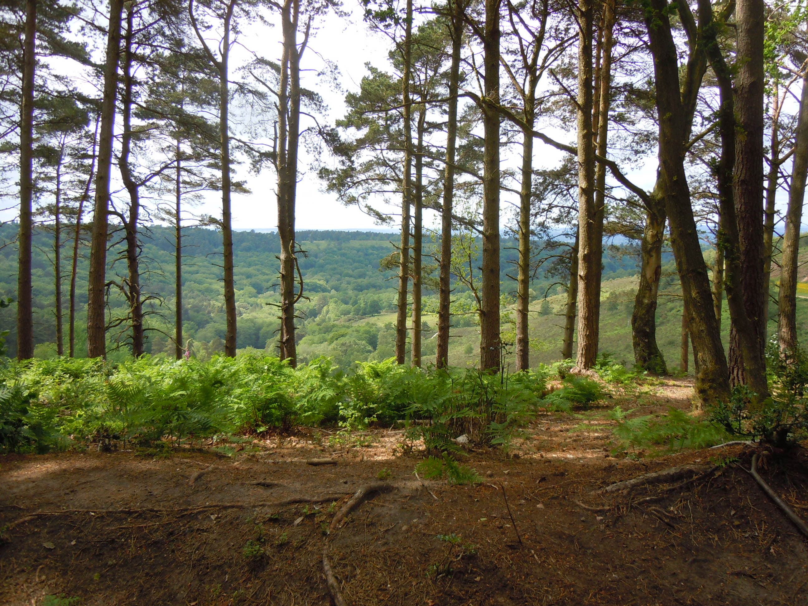 Tall Scots pines and bracken frame a view across a wooded, heather-slopes valley on a sunny day