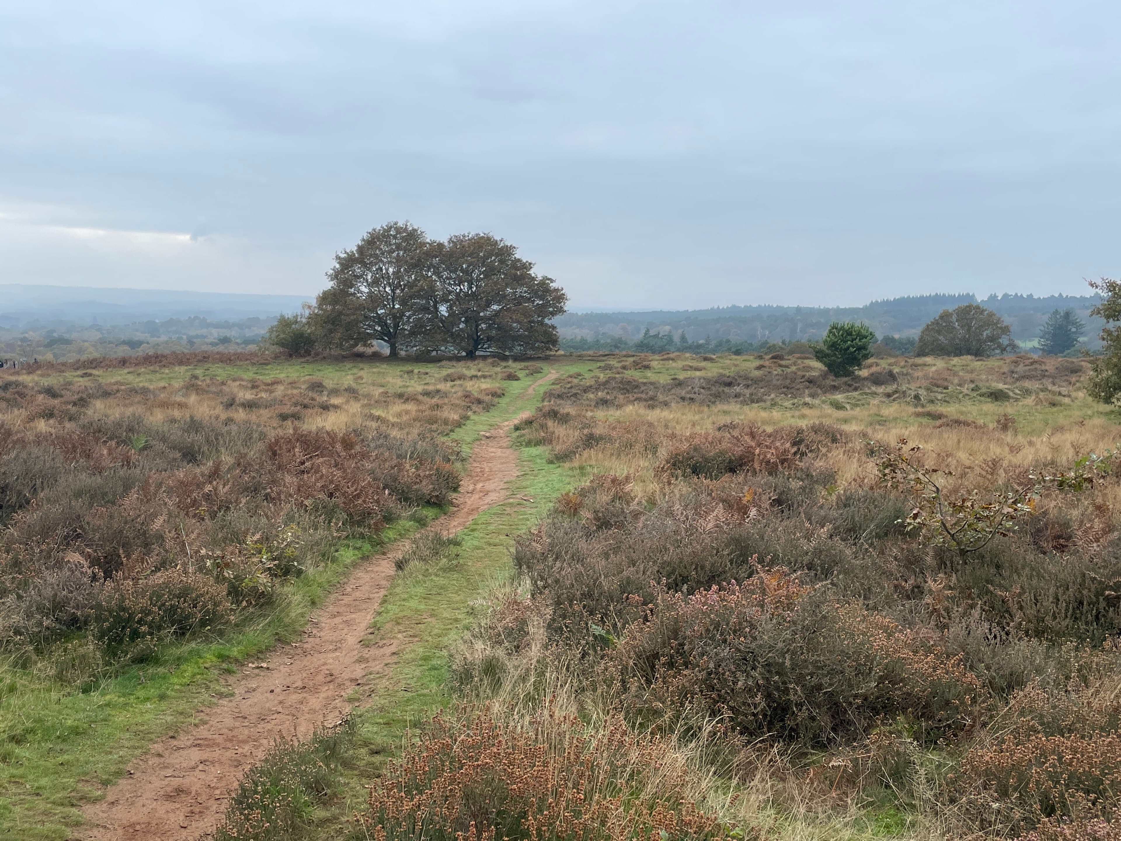 Sandy footpath winding through autumn heather and bracken towards oak trees on open Surrey heathland under an overcast sky