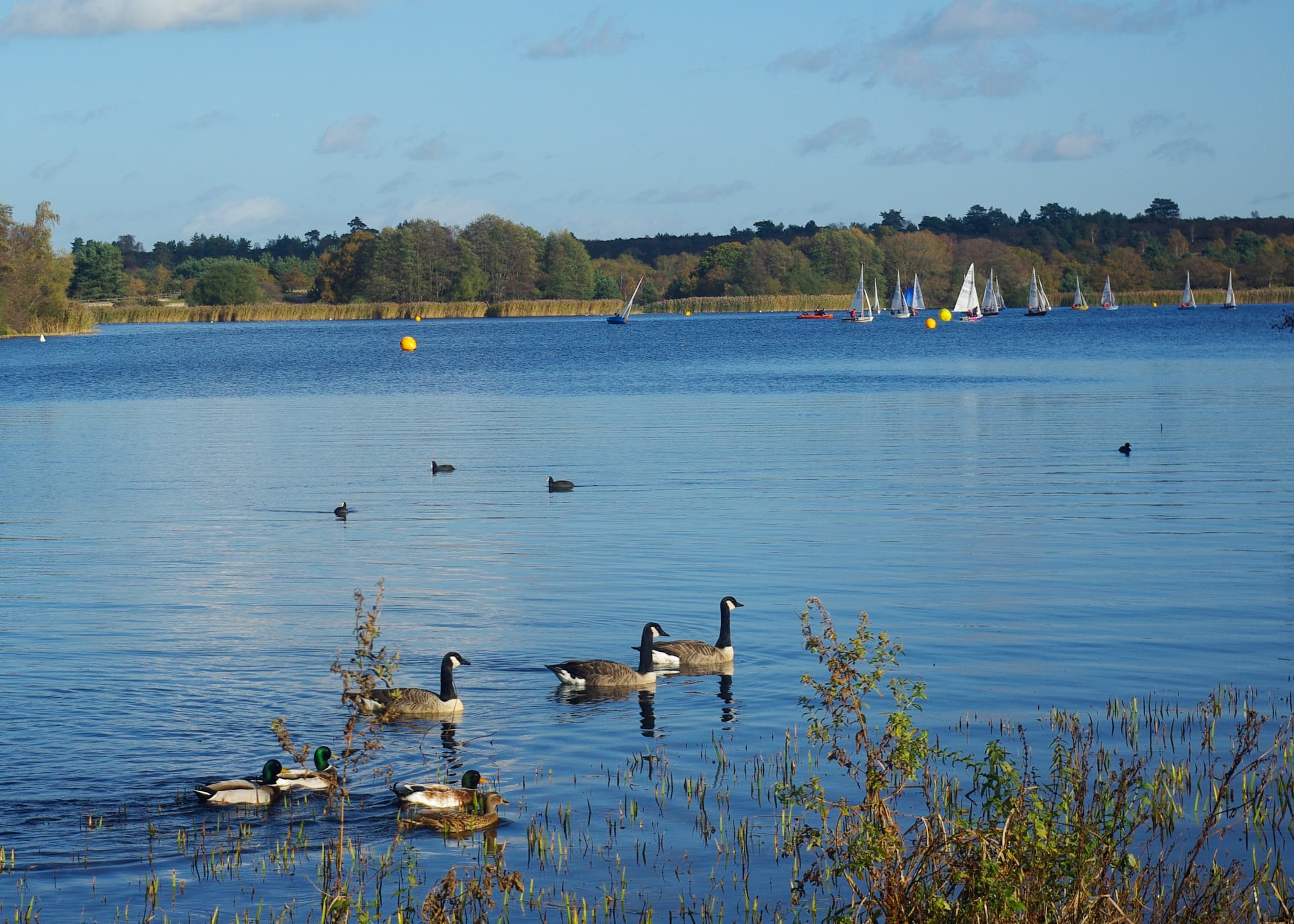 Wild swimming in Surrey: where it is allowed and what to check