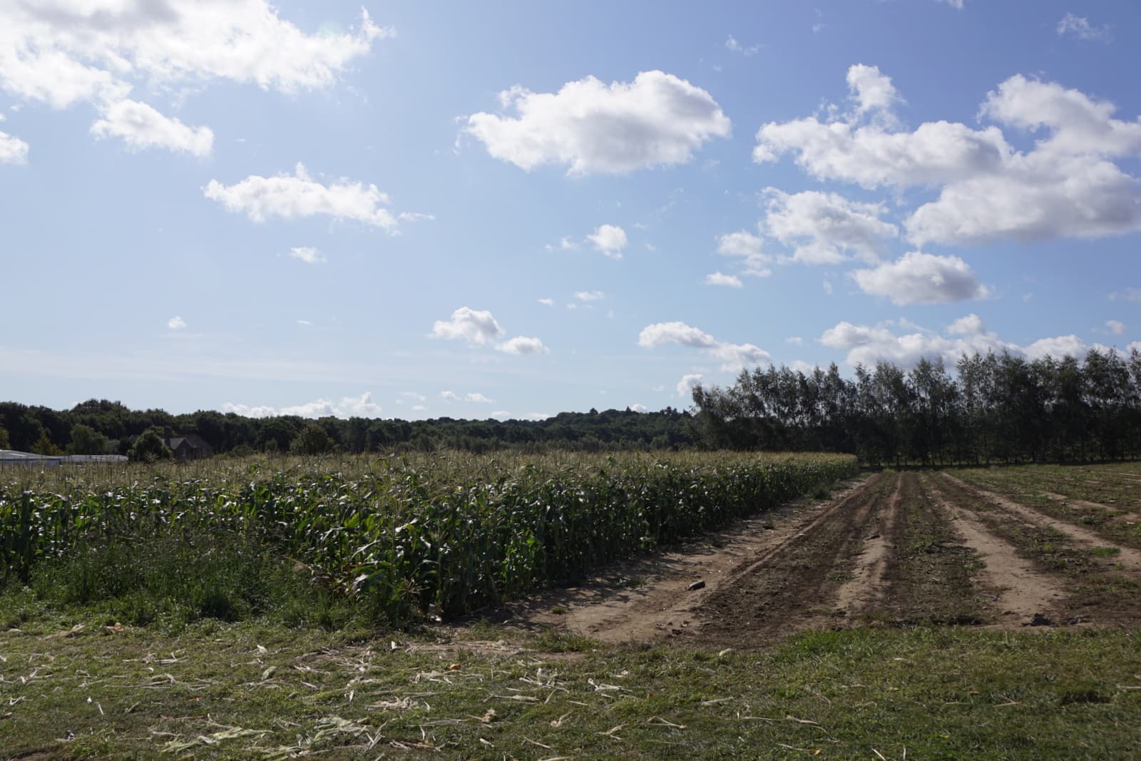 Rows of sweetcorn growing in a farm field with bare harvested strips, tree lines and blue sky beyond