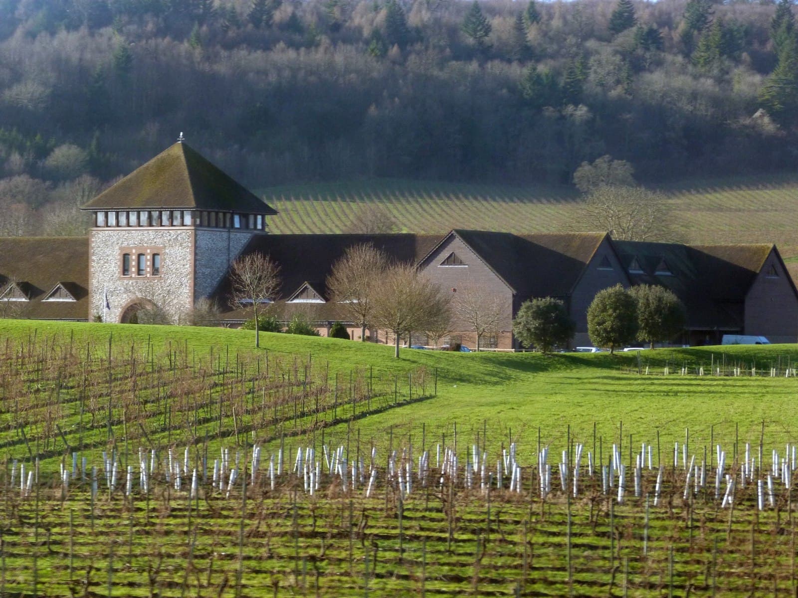Winter vineyard rows with young vines in tubes, winery buildings with flint tower, and wooded North Downs slope behind