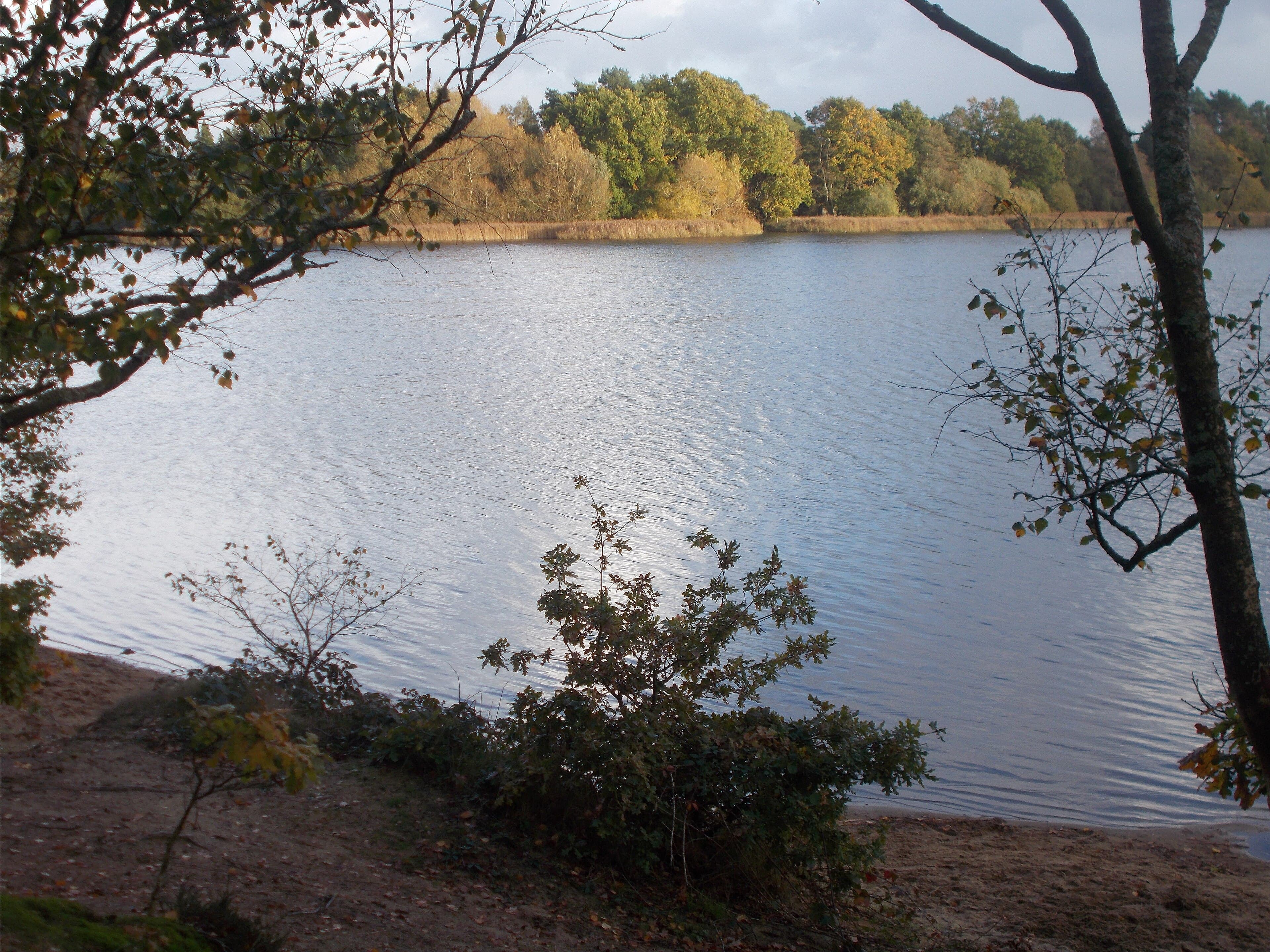 Autumn light on a rippling pond with sandy shore, reed beds and wooded heathland beyond