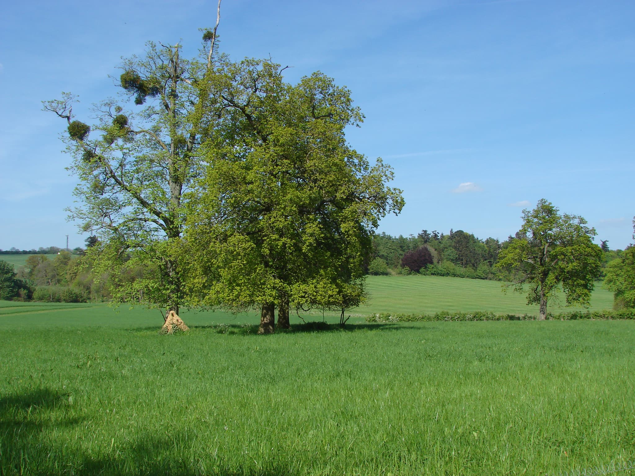 Mature trees with mistletoe in a lush green meadow, with rolling wooded hills beneath a blue sky
