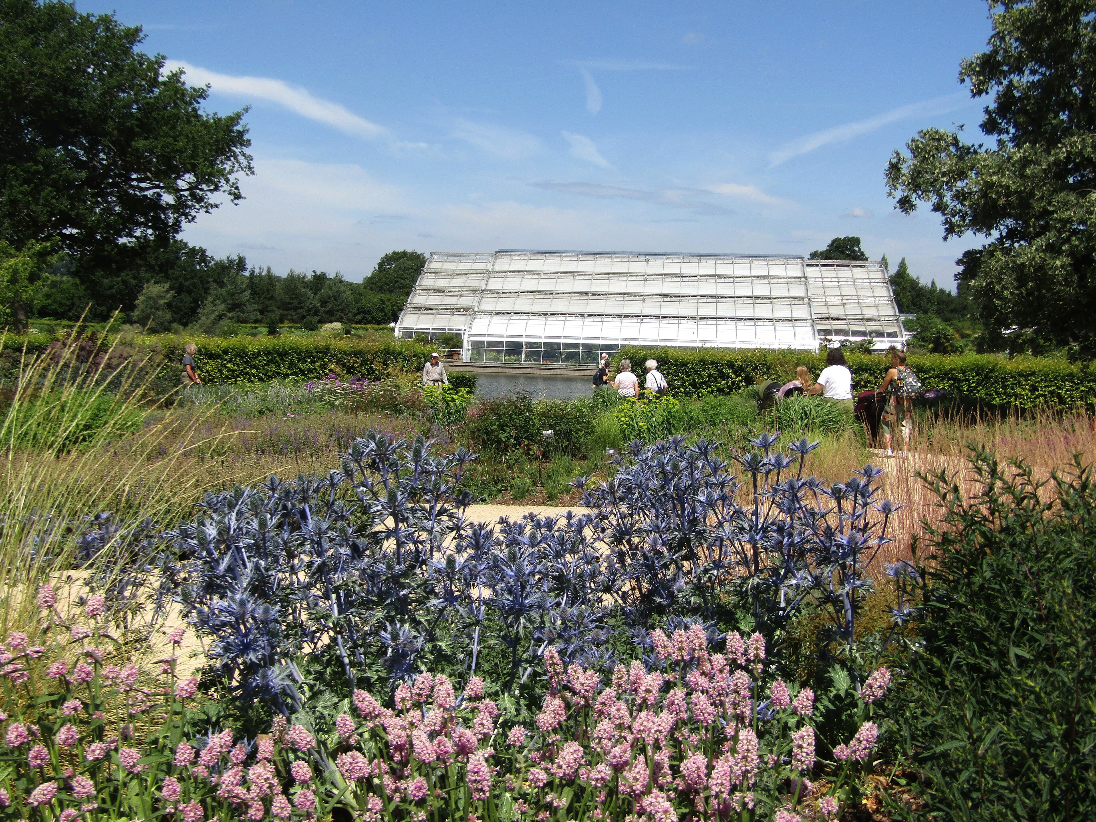 Blue sea holly and pink flowers in a sunlit garden, with a large glasshouse beyond a lake