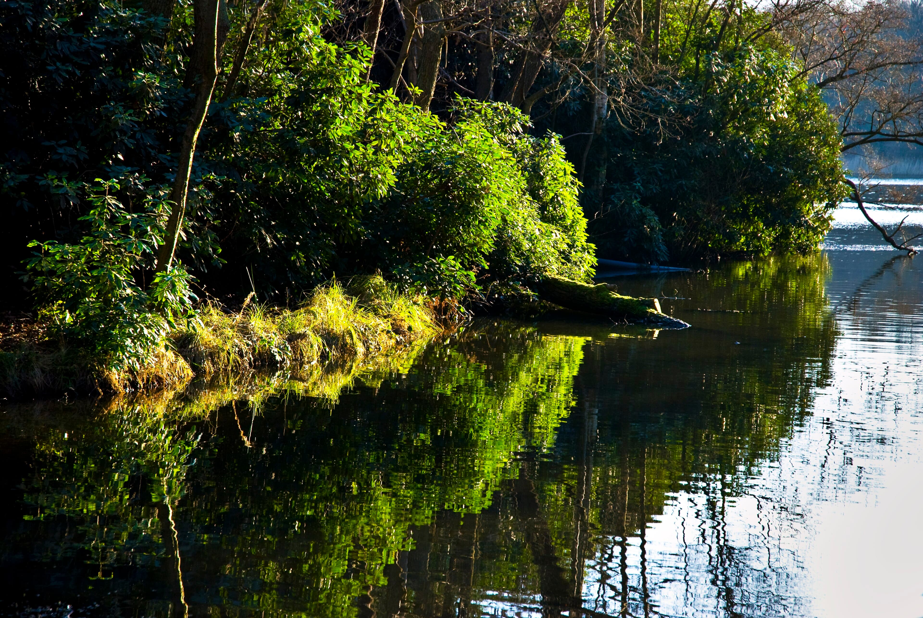 Virginia Water Lake walk: the circuit, the Cascade and the ruins